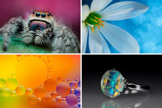 5 Things I Learned From Mastering Macro Photography with Andres Moline SLR Lounge 2000x1333
