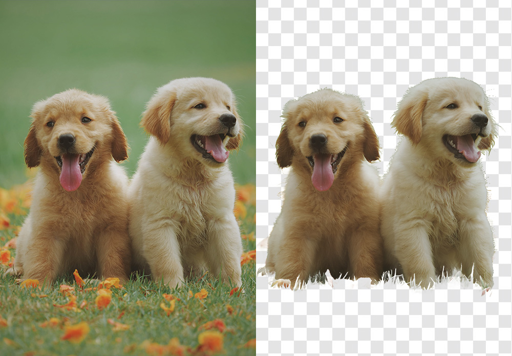Aiarty Image Matting pet photography before and after — golden retriever puppy fur edges preserved after background removal