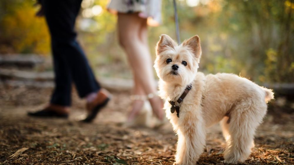 dog walking