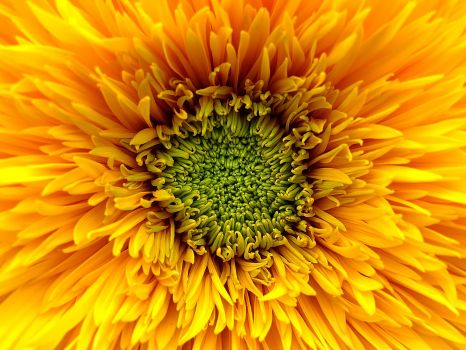 macro flower photography feature pixabay