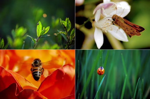 Macro photography tips bugs working distance telephoto 100mm